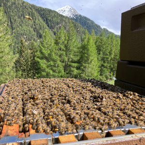Bienenvölker im Zandermaß