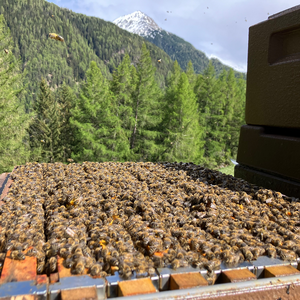 Bee colonies in Zander format