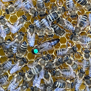 Begattete Carnica Reinzuchtköniginnen