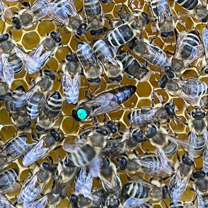 Mated pure-bred Carnica queens