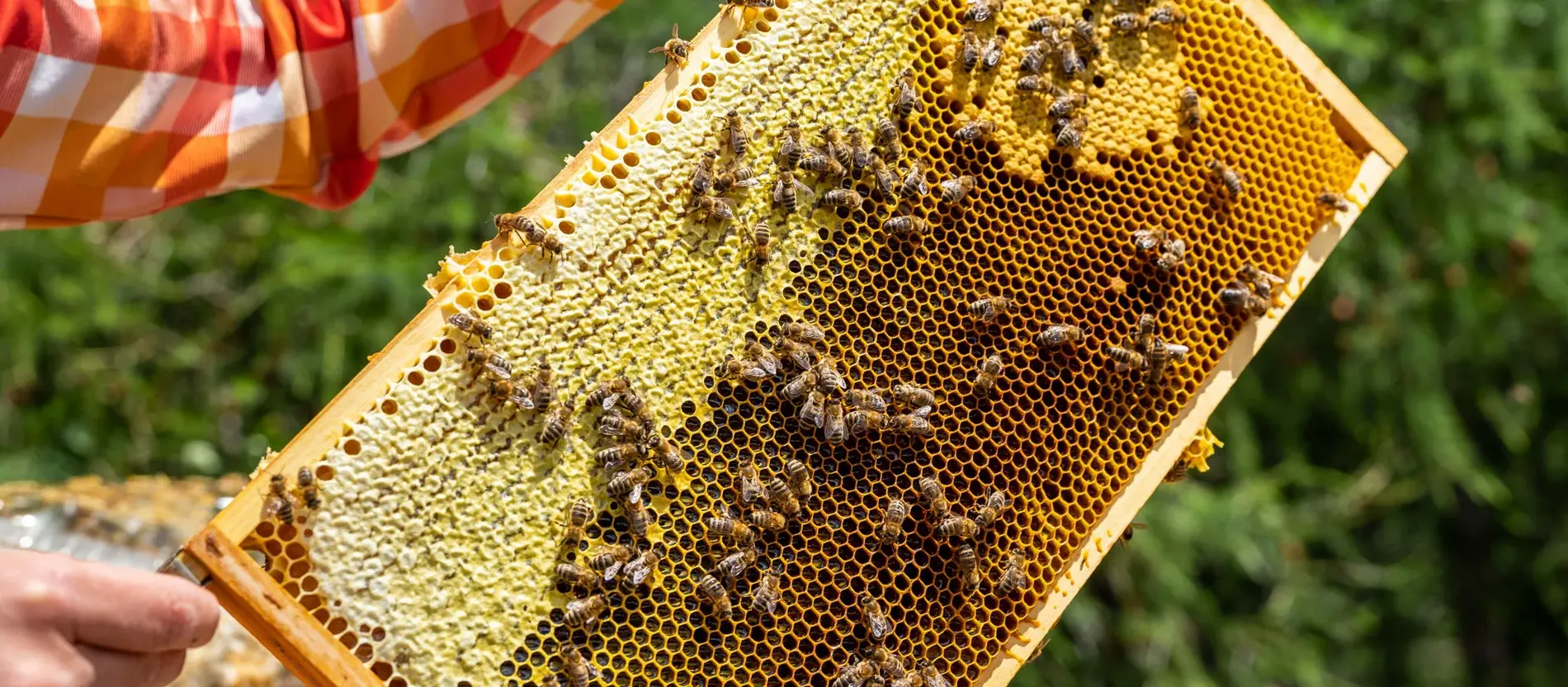 The sweetness of bee-ing